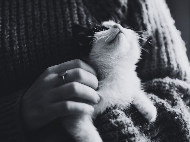 Cat and Dog Together